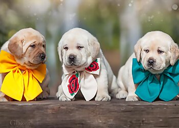 Ammu's Pets & Kennels