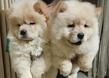 Anurag Kennel & Pet Shop