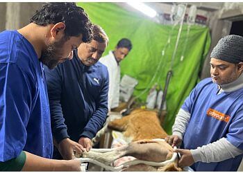 Ashray Dog Care Clinic