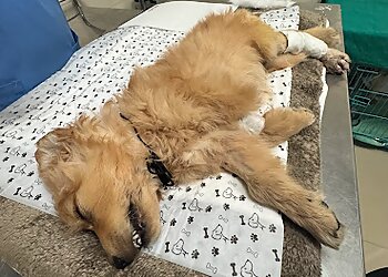 CGS Veterinary Hospital