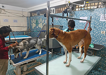 Canine Desk By Pets Lifestyle