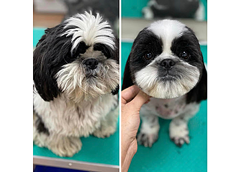 Canine Desk By Pets Lifestyle