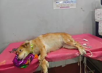 Care Veterinary Clinic