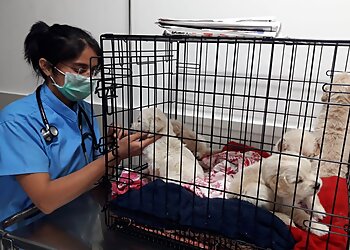 Cessna Lifeline Veterinary Hospital Domlur