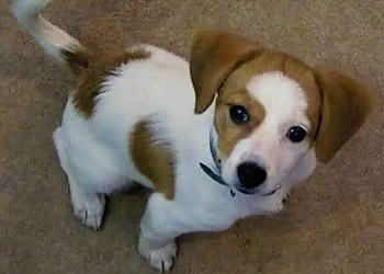 Choco Dog Daycare and Boarding