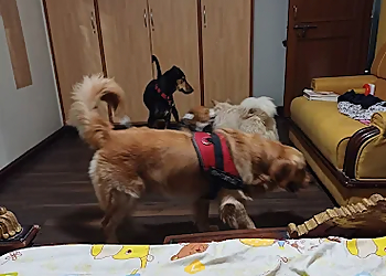 Choco Dog Daycare and Boarding