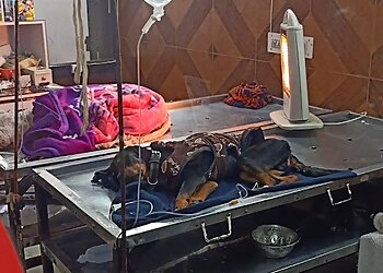 City Veterinary Hospital