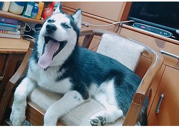 Civil Veterinary Hospital Pet Clinic