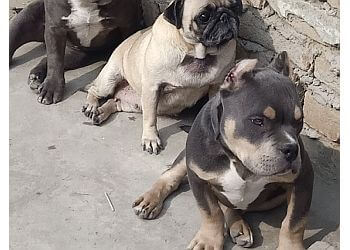 Civil Veterinary Hospital Pet Clinic