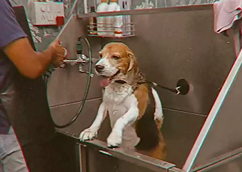 Classy Royal Pet Grooming & Aquarium