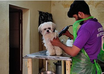 Cotton City Pet's Poly Clinic