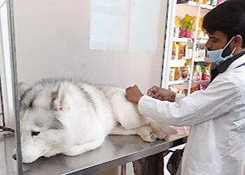 Creative Veterinary Hospital