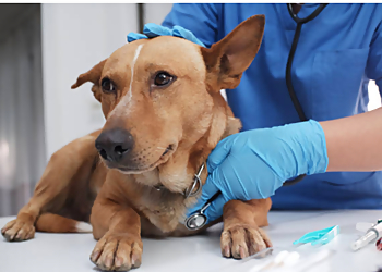 District Animal Hospital Gaya