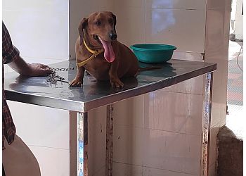 District Veterinary Centre