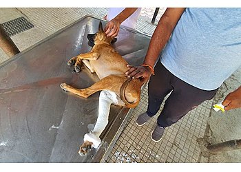 District Veterinary Polyclinic, Solapur