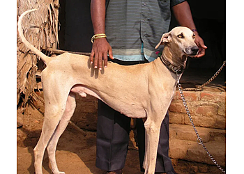 Dog Hostel & Dog Boarding Jaipur