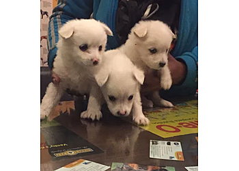 Dog Hostel & Dog Boarding Jaipur