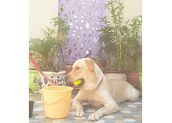 Dog Hostel & Dog Boarding Jaipur