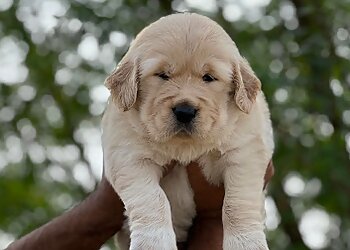 Dog Talk Pets & Exotics