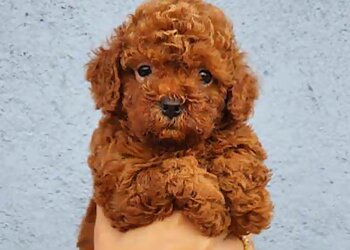 Dog Talk Pets & Exotics