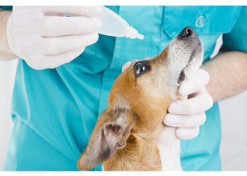 3 Best Veterinary Hospitals in Thane, MH - ThreeBestRated
