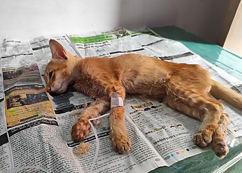 Dr. Aman Kr Pet Clinic