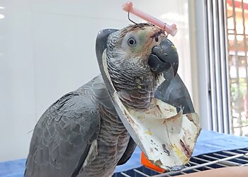 Dr.Bapat's Pet Animal Hospital