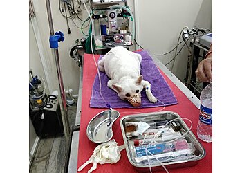 Dr. Bhupender Pet Laser Clinic