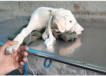 Dr. Gandhi's Dog Clinic