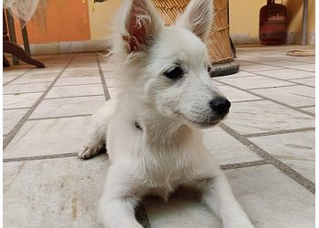 Dr. Gaur's Pet Planet