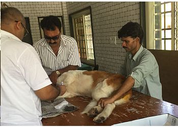 Dr Gupta's Pet Clinic