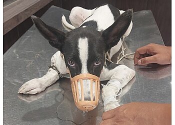 Dr. Kalsi Vet Clinic