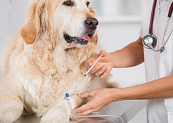 3 Best Veterinary Hospitals In Rajkot Expert Recommendations