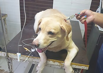 मुंबई पशु चिकित्सालय Dr.Nilima's Veterinary Clinic छवि 1