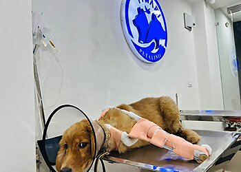 Dr. Tiwari Pet Clinic