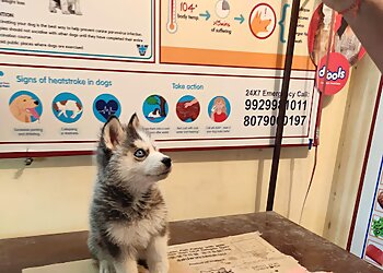 Dr. Zai Pet Clinic Jodhpur