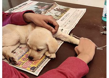 Dr. Zai Pet Clinic Jodhpur