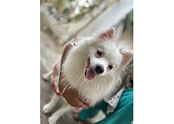 Fairy Tails Pet Home