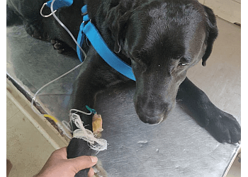 Government Pet Hospital