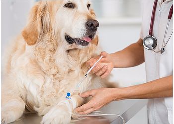 3 Best Veterinary Hospitals In Faridabad Expert Recommendations