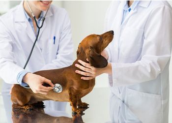 Government Veterinary polyclinic