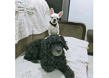 Happy Pooch Dog Home Boarding