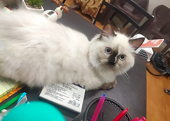 Happy Tails Animal Clinic