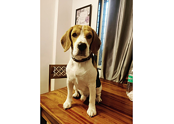 Happys dog kennel & Boarding Centre