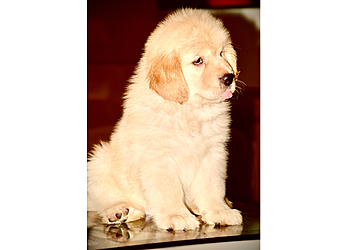 Harish Pathak Pet Shop