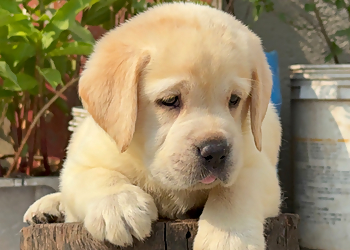 Harish Pathak Pet Shop