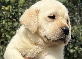 Harish Pathak Pet Shop