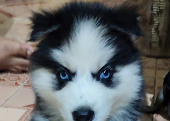 Harish Pathak Pet Shop