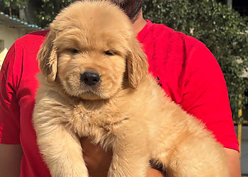 Harish Pathak Pet Shop Harish Pathak Pet Shop