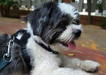 Harley & me Harley & me